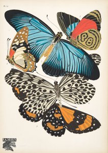 Lauta 11, Butterflies, pub. 1925 (stensiiliprintti)