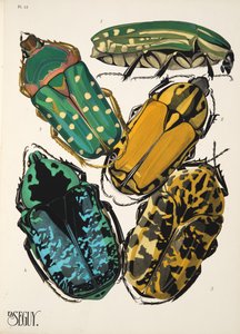 Levy 12, Insectes, pub. 1930-luku (pochoor print) tekijältä Émile Allain Séguy