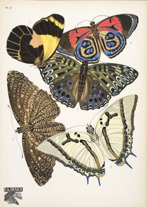 Lauta 12, Butterflies, pub. 1925 (stensiiliprintti) tekijältä Émile Allain Séguy
