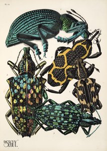 Levy 14, Insectes, pub. 1930-luku (pochoor print) tekijältä Émile Allain Séguy