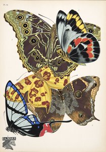 Lauta 15, Butterflies, pub. 1925 (stensiiliprintti)