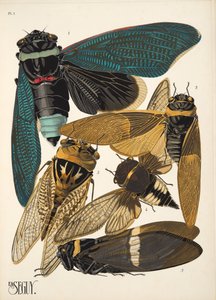Levy 1 osoitteesta Insectes, pub. 1930-luku (pochoor print) tekijältä Émile Allain Séguy