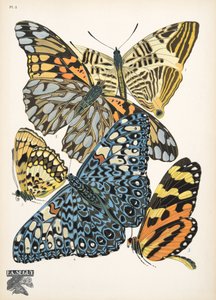 Lauta 3, Butterflies, pub. 1925 (stensiiliprintti) tekijältä Émile Allain Séguy