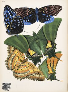 Lauta 6, Butterflies, pub. 1925 (stensiiliprintti)