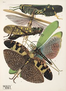 Lauta 8 osoitteesta Insectes, pub. 1930-luku (pochoor print) tekijältä Émile Allain Séguy