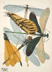 Levy 9 osoitteesta Insectes, pub. 1930-luku (pochoor print) tekijältä Émile Allain Séguy
