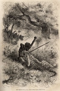 Leopardi hyppää miehen päälle ja puree häntä julmasti hänen selkäänsä Bambaren (Kongo) läheisyydessä. Kaiverrus Emile Bayardin piirustuksen mukaan, joka havainnollistaa David Livingstonen viimeistä päiväkirjaa (1813-1873), vuosina 1866-1873, julkaistu lehd tekijältä Emile Antoine Bayard