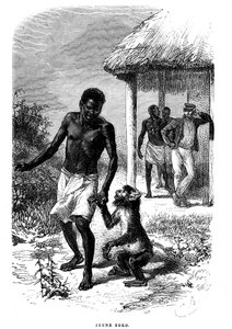 Nuori Soko-apina Afrikassa. Emile Bayardin (1837-1891) kaiverrus, joka kuvaa tutkimusmatkailija David Livingstonen viimeisiä tarinoita tekijältä Emile Antoine Bayard