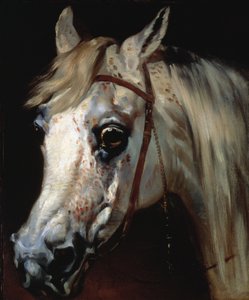 Arabihevosen pää, noin 1840-50 (öljy kankaalle). tekijältä Emile Jean Horace Vernet
