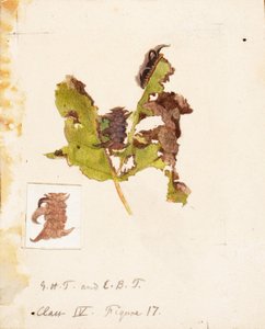 Rypistynyt lehtitoukka..., 1800-luvun loppu - 1900-luvun alku.
