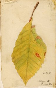 Rypistynyt ja kuihtunut lehtireuna, joka jäljittelee toukkaa..., 1800-luvun loppu - 1900-luvun alku.