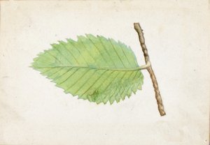 Jagged Leaf Edge Caterpillar..., 1800-luvun loppu - 1900-luvun alku.