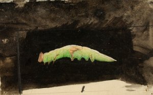 Larger Spotted Beach Leaf Edge Caterpillar..., 1800-luvun loppu - 1900-luvun alku.