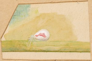 Posliinivalkoinen hämähäkki, 1800-luvun loppu - 1900-luvun alku.