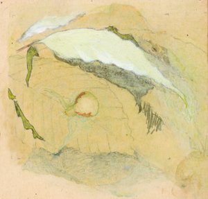 Posliinivalkoinen hämähäkki, 1800-luvun loppu - 1900-luvun alku.