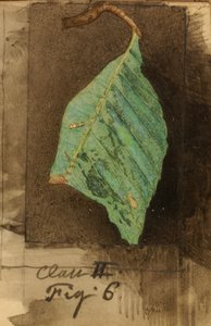 Pienempi Spotted Beach Leaf Edge Caterpillar..., 1800-luvun loppu - 1900-luvun alku.