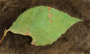 Pienempi Spotted Beach Leaf Edge Caterpillar..., 1800-luvun loppu - 1900-luvun alku.