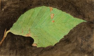 Pienempi täplikäs rantalehden reunan toukka, opinnäytetyö kirjaa varten Concealing Coloration in the Animal Kingdom varten. tekijältä Emma Beach Thayer