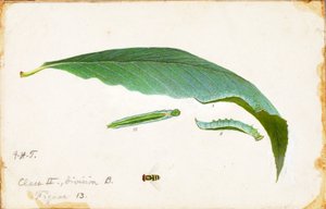 Tahraton Beach Leaf Edge Caterpillar..., 1800-luvun loppu - 1900-luvun alku.