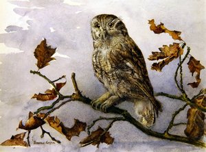 Pöllö (akvarelli paperille) tekijältä Emma Cooper