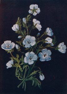 Baby-Blue-Eyes, c1915, 1915