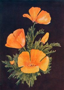 California Poppy, 1915, 1915