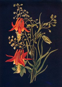Columbine, 1915, 1915