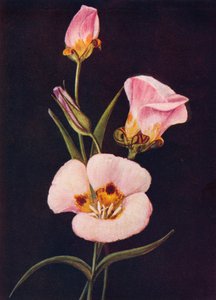 Mariposa Tulip, c1915, 1915