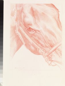 Muotokuvapää, 2012 (punainen liitu paperille)