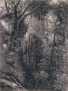 Näkymä rotkolle Apian yllä, Upolu, Länsi-Samoa, 1877 (hiili paperilla)