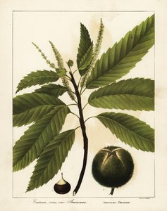 Amerikkalainen kastanja, Castanea dentata Castanea vesca var