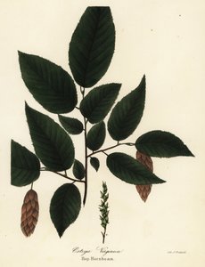 Amerikkalainen humalapyökä, Ostrya virginiana (Hop-hornbeam, Ostrya virginica) tekijältä Endicott Endicott
