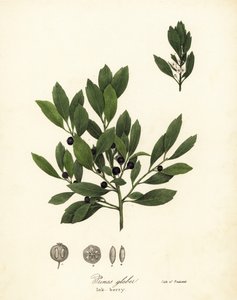 Appalakkitee, värilehdet, ikivihreä talvimarja, gallppimarja ja mustemarja, Ilex glabra
