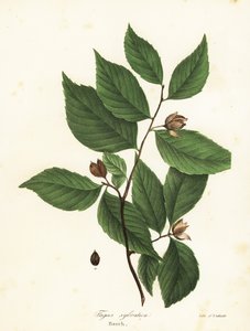 Pyökki, Fagus sylvatica tekijältä Endicott Endicott