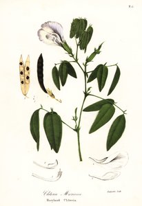 Perhosherne, atlantin kyyhkynen siivet tai Marylandin klitoria, Clitoria mariana tekijältä Endicott Endicott