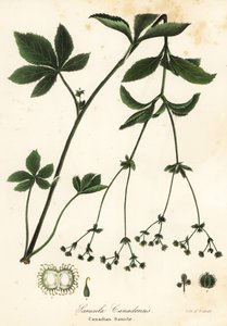 Canadian Blacksnakeroot tai Canadian Sanicle, Sanicula canadensis tekijältä Endicott Endicott