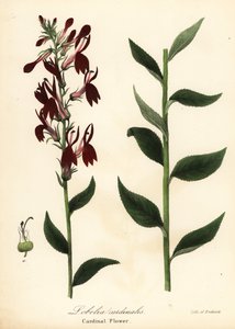 Kardinaalikukka, Lobelia cardinalis tekijältä Endicott Endicott