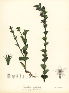 Venuksen silmälasi- tai sulkukello, Triodanis perfoliata (Stem-clasping specularia, Specularia perfoliata) tekijältä Endicott Endicott
