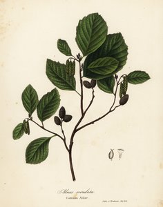 Leppä, pähkinäleppä tai sileäleppä, Alnus serrulata