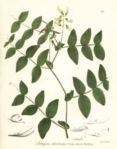 Kermaherne tai kermanvärinen virna, Lathyrus ochroleucus tekijältä Endicott Endicott