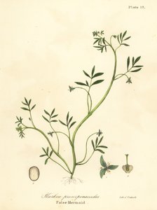 Väärä merenneito, Floerkea proserpinacoides tekijältä Endicott Endicott