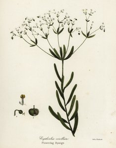 Kukkiva spurge, Euphorbia corollata tekijältä Endicott Endicott