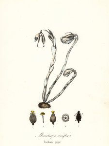 Aavekasvi, haamupiippu, intialainen piippu- tai ruumiikasvi, Monotropa uniflora
