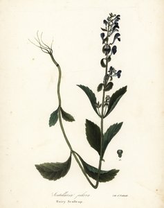 Karvainen päälippis, Scutellaria elliptica (Scutellaria pilosa) tekijältä Endicott Endicott