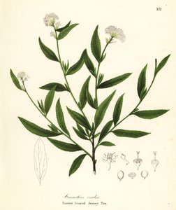 Jersey-tee, Ceanothus herbaceus (kapealehtinen Jersey-tee, Ceanothus ovalis) tekijältä Endicott Endicott