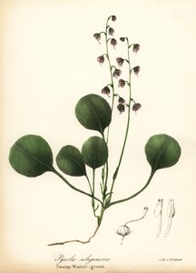 Maksalehtinen talvivihreä, suon talvivihreä tai vaaleanpunainen talvivihreä, Pyrola asarifolia (Suon talvivihreä, Pyrola uliginosa) tekijältä Endicott Endicott