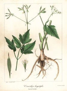 Pitkämuotoinen sweet-cicely, longstyle sweetroot tai sweet cicely, Osmorhiza longistylis tekijältä Endicott Endicott