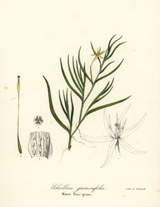 Mutajauho tai vesihyasintti, Heteranthera dubia (vesitähtiruoho, Schollera graminifolia) tekijältä Endicott Endicott