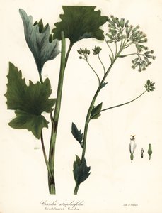 Vaalea intialainen jauhobanaani, Arnoglossum atriplicifolium (appelsiinilehtinen cacalia, Cacalia atriplicifolia) tekijältä Endicott Endicott