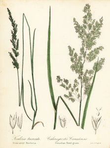 Prairie Wedgescale, Sphenopholis obtusata ja kanadalainen ruokoheinä, Calamagrostis canadensis tekijältä Endicott Endicott